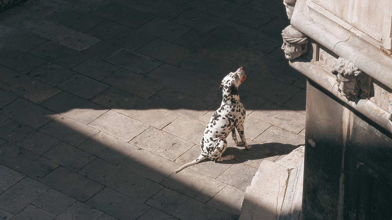 A dog loved by the Walt Disney himself