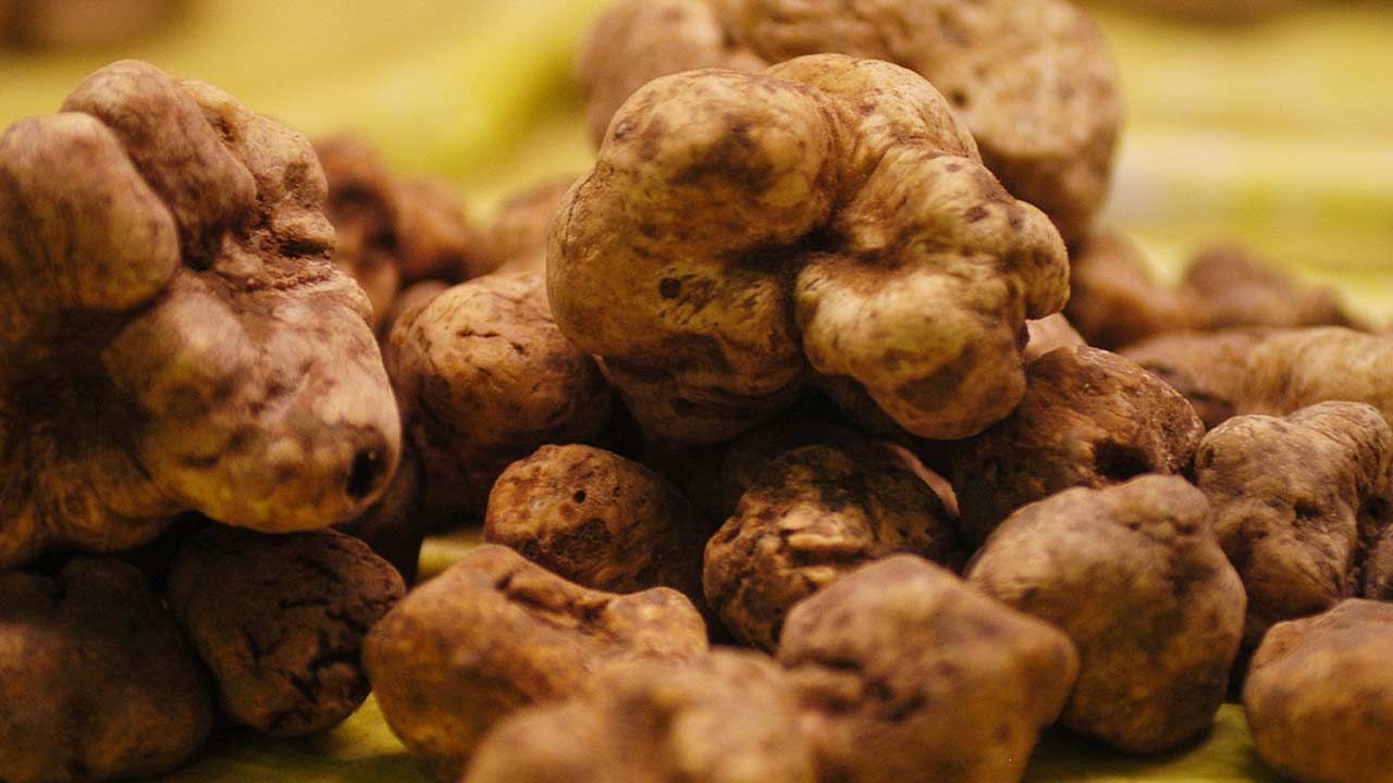 A magnificent truffle for the book of Guinness World Records